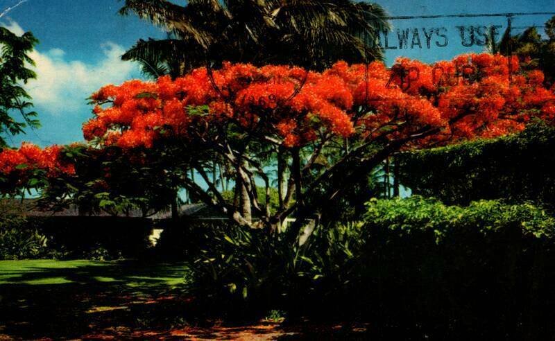 1969 The Flame Tree Honolulu,HI Hawaii Vintage Postcard