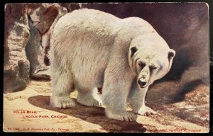 Vintage Postcard 1909 Polar Bear, Lincoln Park, Chicago, Illinois (IL)