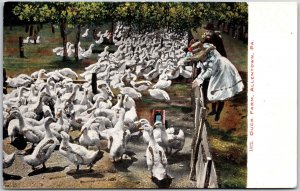 Allentown Pennsylvania PA, Duck Farm, Feeding Ducks, Animals, Vintage Postcard