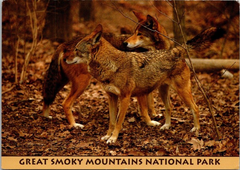 Great Smoky Mountains National Park Red Wolf