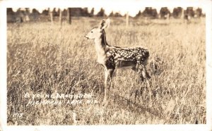 Pickerel Lake Wisconsin~Young Monarch: Deer Fawn~Swell Ideal Fishing~1937 RPPC