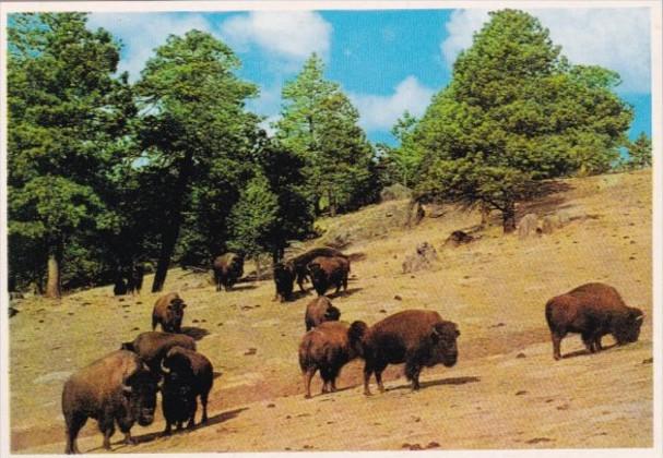 American Bison Buffalo Herd Rocky Mountains