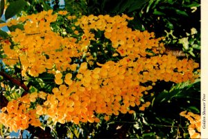 Hawaii Golden Shower Tree In Bloom