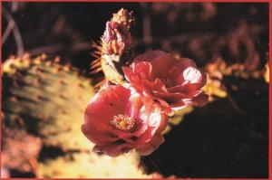 Mojave Prickly Pear Cactus Barstow California
