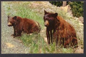 Black Bears BIN