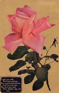 Pink Rose Greetings Doanes Cancel #4 Postal Used Antique Postcard J66711