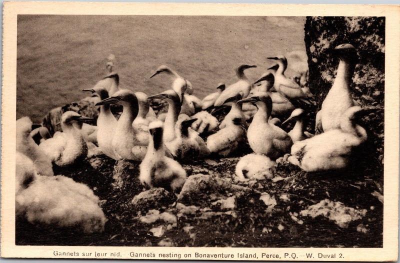 Gannets Nesting on Bonaventure Island, Perce Quebec Vintage Postcard I13