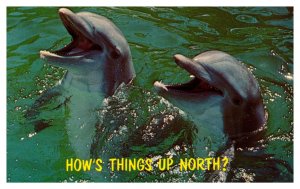 Postcard  Pair of Porpoises dolphins How's things up north?