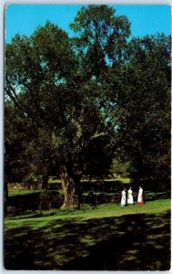 Postcard - Judgement Tree, Daniel Boone Home, Defiance, Missouri, USA