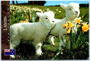 M-51025 Lambs and Daffodils New Zealand