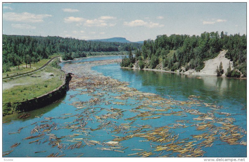 Lake Superior, Pulp Logs Floating Down the Nipigon River to the Paper Milll, ...