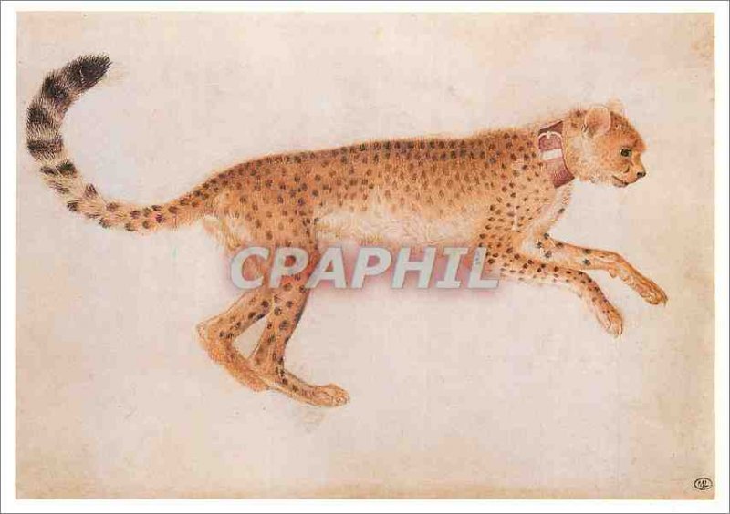 Modern Postcard Leaping Cheetah Profile Right and to the Louvre Wearing a Red...