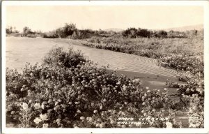 RPPC Sand Verbena, CA Frashers Vintage Postcard I57