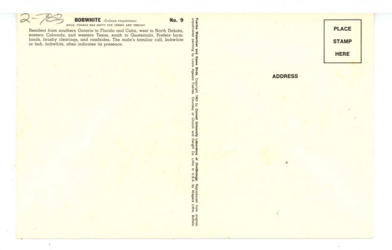 Birds - Bob White Quail