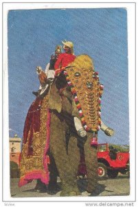 Indian Elephant in head dress and blanket, PU