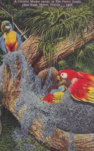 A Colorful Macaw  Family In The Parrot Jungle Red Road Miami Florida