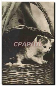 Old Postcard Cat Cats Kitten