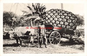 Exaggeration, RPPC, Hawaiian Hauling Pineapple in Ox Drawn Cart