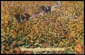 A Tabacco Field at Harvest Time in Dixieland