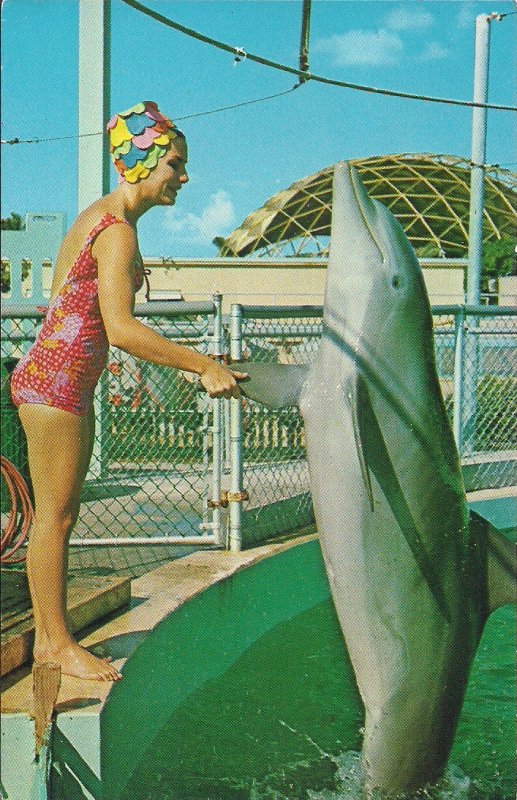 Beautiful Woman, Swimsuit, Feeding Porpoise Miami FL Seaquarium, Sexy Woman