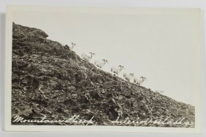 Rppc Interior Alaska The Beautiful Mountain Sheep Postcard R5