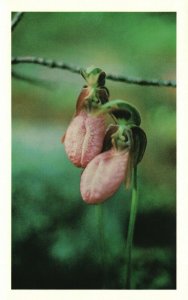 Vintage Postcard Pink Moccasin Flowers New Hampshire Rivendell