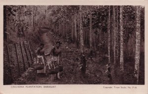 Cinchona Plantation Daradjat African Congo Real Photo Postcard