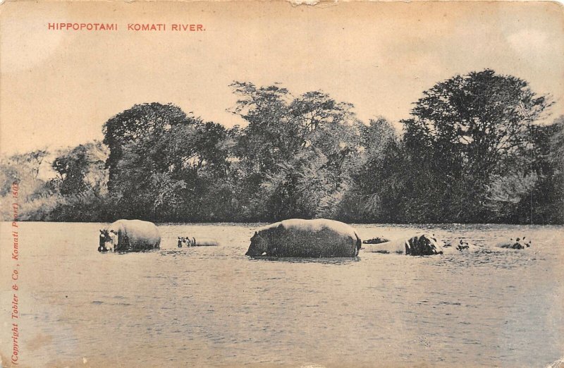 Lot326 hippopotami komati river Mozambique africa 