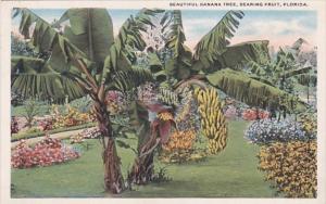 Florida Beautiful Banana Tree Bearing Fruit Curteich