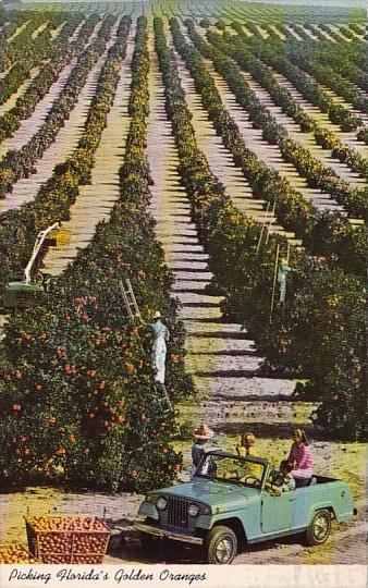 Florida Picking Florida's Golden Oranges