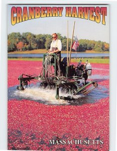 Postcard Harvesting Cranberries in Southeastern Massachusetts USA