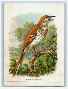 1888 G.E. Marsh & Co. New England Birds Series Fab! Lot Of 5 7D