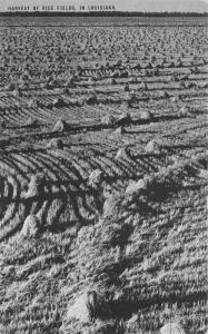 Louisiana~Farm Scene~Harvest of Rice Fields~1940s Conoco Touraide Postcard