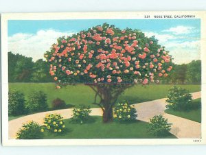 W-border CALIFORNIA ROSE TREE Published In Los Angeles California CA AD7155