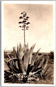 1935 Century Plant Davis Mountain Texas TX Real Photo RPPC Posted Postcard