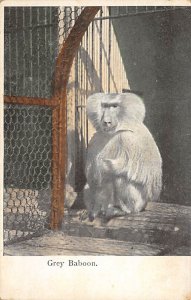 Grey baboon Monkeys Unused 