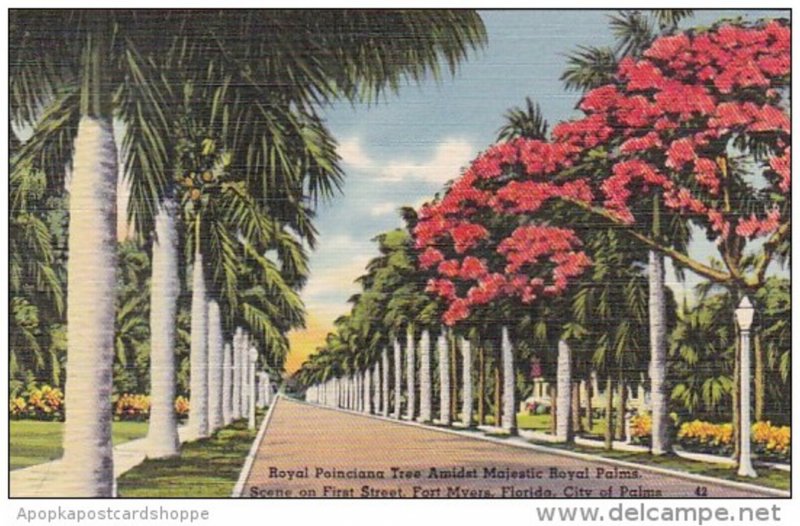 Florida Fort Myers Royal Poinciana Tree Amidst Majestic Royal Palmes Scene On...