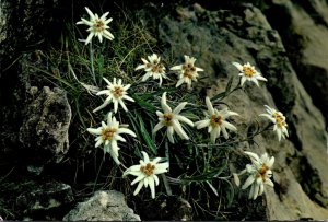 Edelweiss King Of The Alpine Flowers