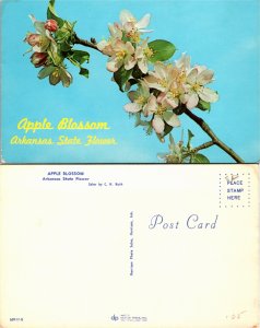Apple Blossom, Arkansas State Flower (25708
