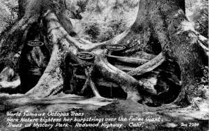 RPPC Octopus Trees, Trees of Mystery Park, Redwood Highway CA Postcard  E06