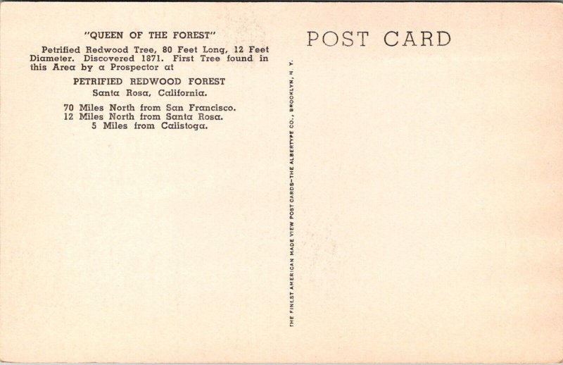 Queen of the Forest, Petrified Redwood Forest Santa Rosa CA Vintage Postcard Q54