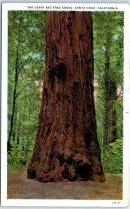 M-103182 The Giant Big Tree Grove Santa Cruz California USA