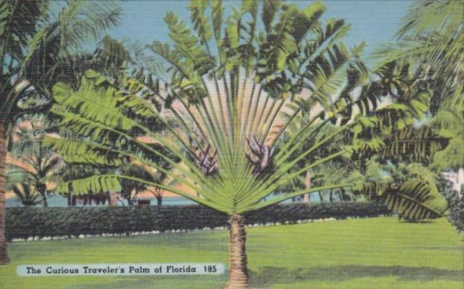 Florida Trees The Curious Traveler's Palm