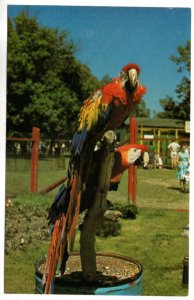 Tropical Parrots, Zoo, Bowmanville, Ontario