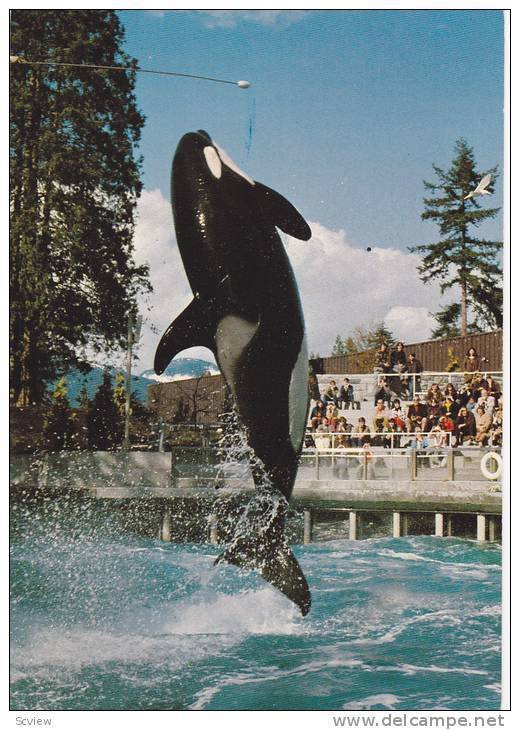 Killer Whale SKANA, Vancouver Aquarium, B.C. , Canada , 50-70s