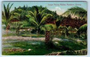 PENANG Sungal Penang Rubber Plantation MALAYSIA Postcard