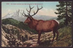 Monarch of the Mountain,Elk,Mt Hood,OR Postcard