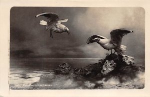 Seagulls Bird Unused 