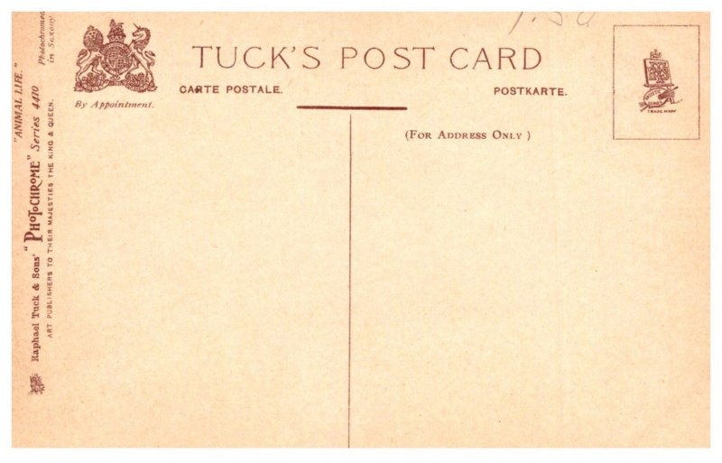 Dog  , Greyhounds  sleeping with kitten