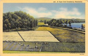 Cranberry Plantation Cape Cod, Massachusetts, USA 1945 